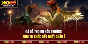 Đá gà Thomo